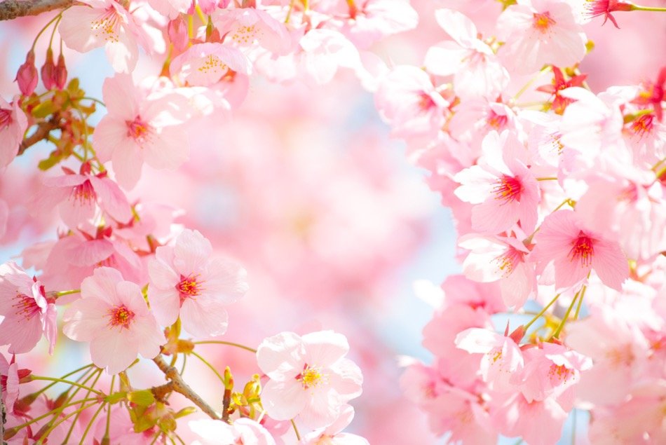 Jrの電車や青春18きっぷで行ける 大阪の満開桜お手軽かつ穴場お花見スポット3選 るりにをる