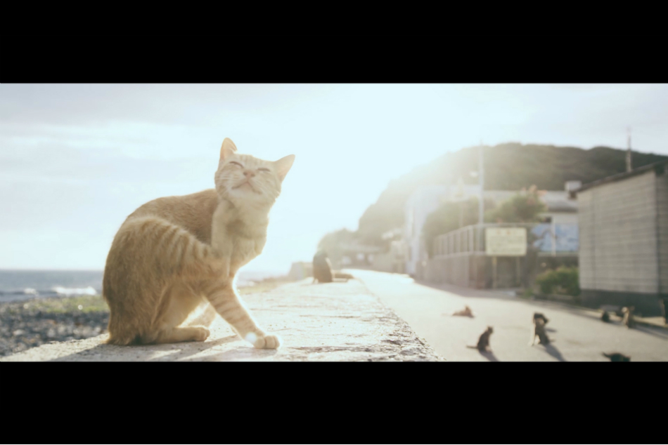 エド・シーラン楽曲が“猫島”PR動画に使用