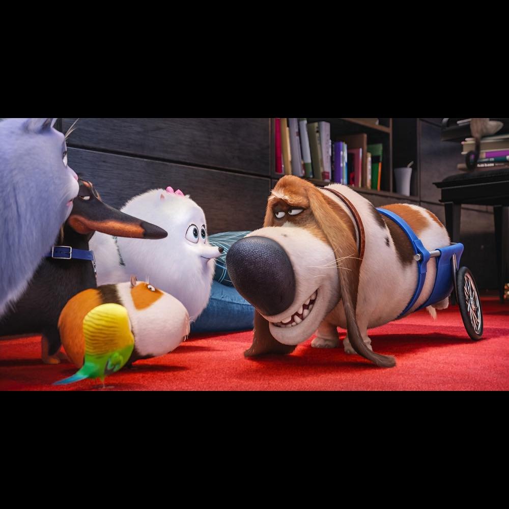 ペット 特別映像公開 老犬 ポップスがペットたちを秘密のルートへと案内 Real Sound リアルサウンド 映画部 ペット 特別映像公開 老犬 ポップスがペットたちを秘密のルートへと案内 Real Sound リアルサウンド 映画部