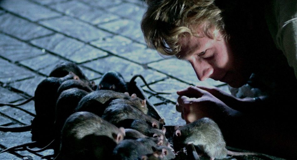 Cgなしでネズミが人を襲う ウイラード ベン 国内初blu Ray Dvd9月発売 Real Sound リアルサウンド 映画部