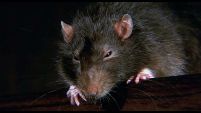 『ウイラード』より「ネズミの名演集」動画公開