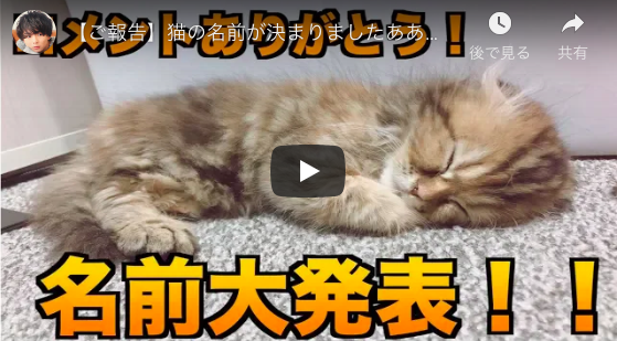 YouTuber・ワタナベマホト、愛猫との動画が話題　名前はクロエに決定「気品がある猫に」