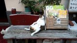 村山早紀『心にいつも猫をかかえて』評の画像