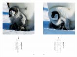 世界18種のペンギンを愛でる写真集の画像