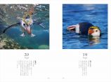 世界18種のペンギンを愛でる写真集の画像
