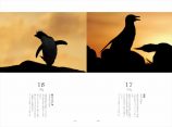 世界18種のペンギンを愛でる写真集の画像