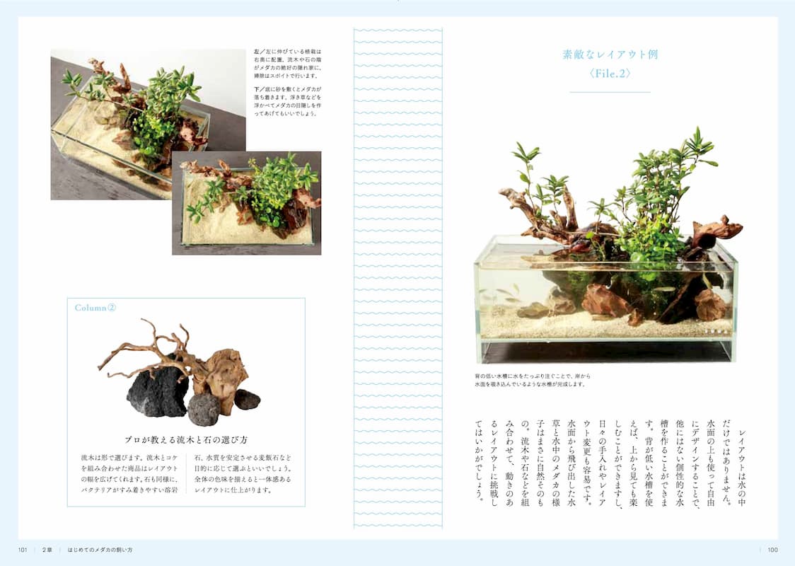 新種続々 空前のメダカ飼育ブームの画像