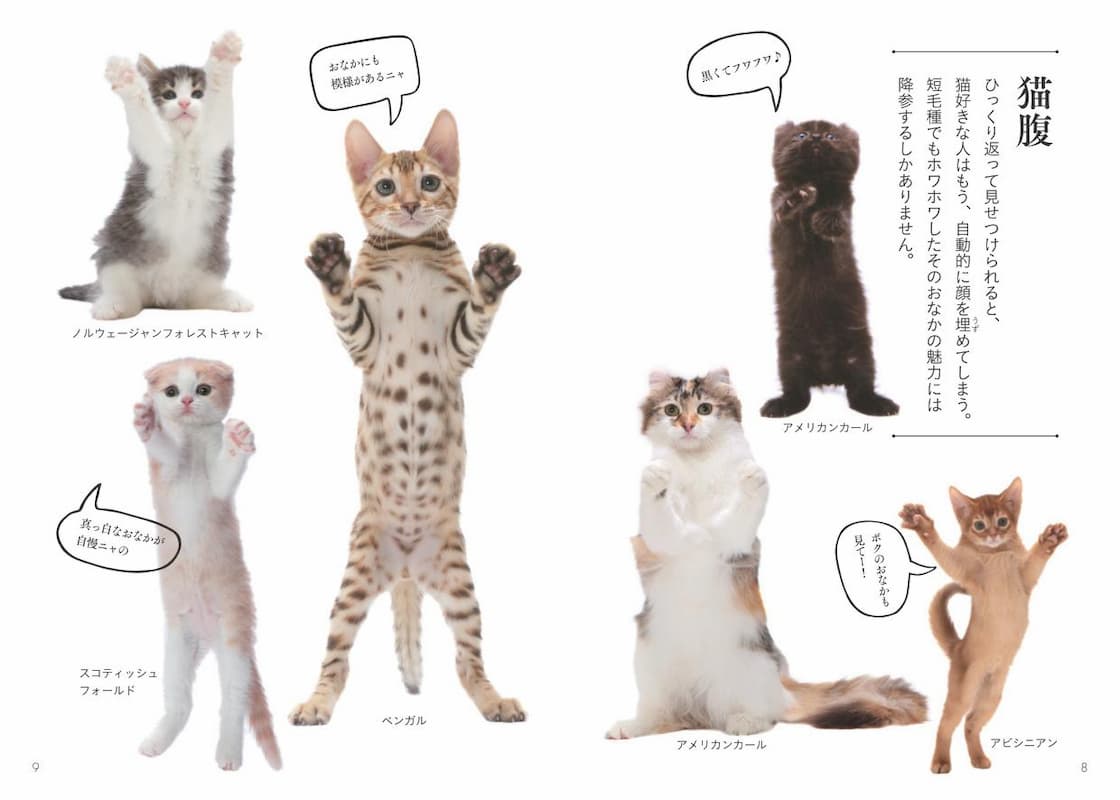 お馴染み猫からレア猫まで48種454匹 世界中で愛される美しすぎる猫図鑑 まめきちまめこ絶賛 Real Sound リアルサウンド ブック