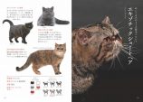 美しすぎる猫をまとめたポケットサイズ図鑑の画像