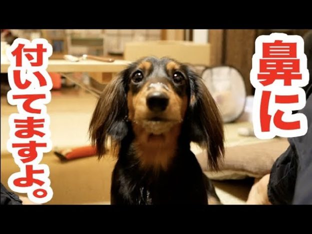 人気YouTuber「すしらーめん《りく》」のペット「ウェーブ君」が可愛い　配信者と犬が繰り広げる”笑えるじゃれ合い”に注目