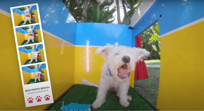 犬用自撮りスポット、歯から作った楽器……海外発明家YouTuberの“ワクワク”を与えてくれる動画たち