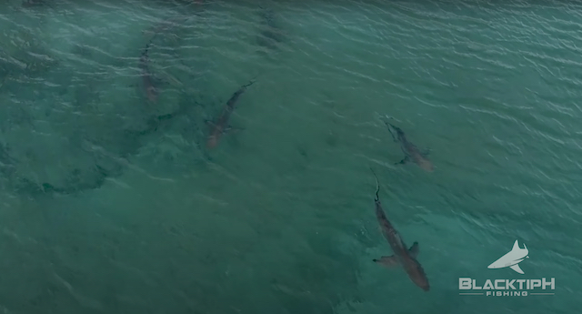 フロリダビーチに押し寄せるイタチザメの大群。（巨大シュモクザメがイタチザメを狩るより）そして、ビーチのすぐそばにまでやってくる巨大シュモクザメ。この時点でかなり怖い（巨大シュモクザメがイタチザメを狩るより）の画像