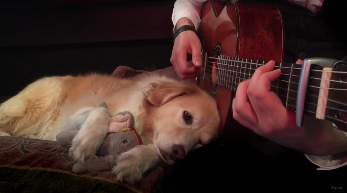 大型犬がドラムや鉄琴を演奏!?　海外YouTuberの“ペットとのセッション動画”が癒される