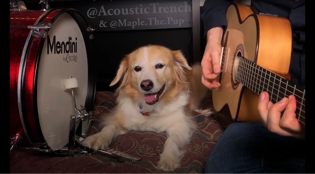 大型犬がドラムや鉄琴を演奏 海外youtuberの ペットとのセッション動画 が癒される Real Sound リアルサウンド テック