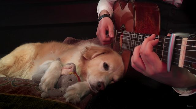 犬 が 寝る 音楽