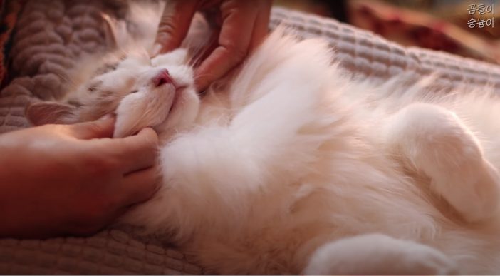 マッサージでとろとろに蕩けちゃう猫がかわいい　韓国のペット系ASMRYouTubeチャンネルが癒される