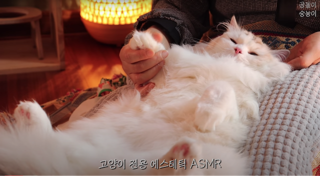 マッサージでとろとろに蕩けちゃう猫がかわいい 韓国のペット系asmryoutubeチャンネルが癒される Real Sound リアルサウンド テック