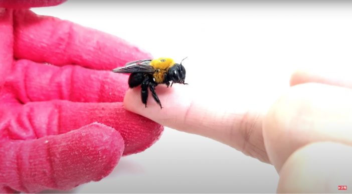 蜂すら“手乗り”にしてしまう……あらゆる動物を手懐ける韓国人YouTuberがすごい