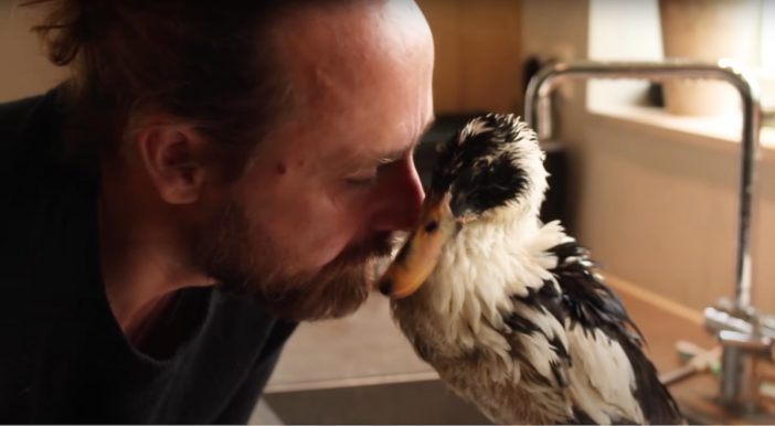 自分で孵化させた鳥たちとの仲睦まじい日常……オランダの飼育系YouTuberに癒される