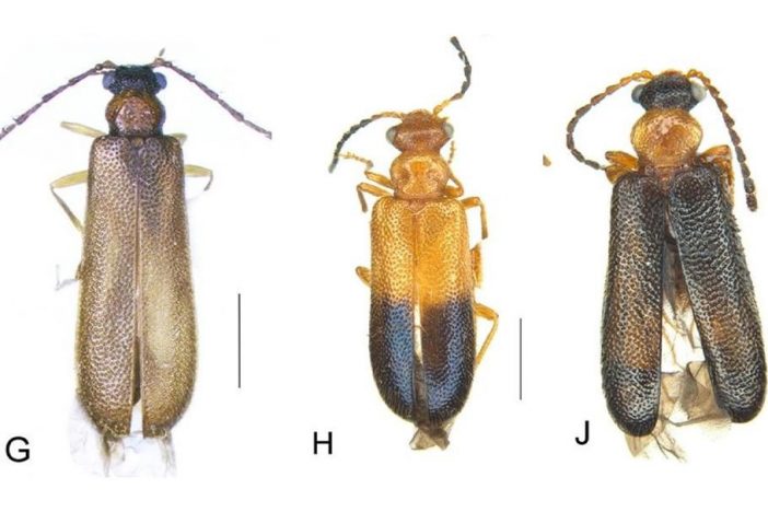 豪州で“伝説ポケモン”の名前が付いた新種の虫、見つかる　その共通点とは？