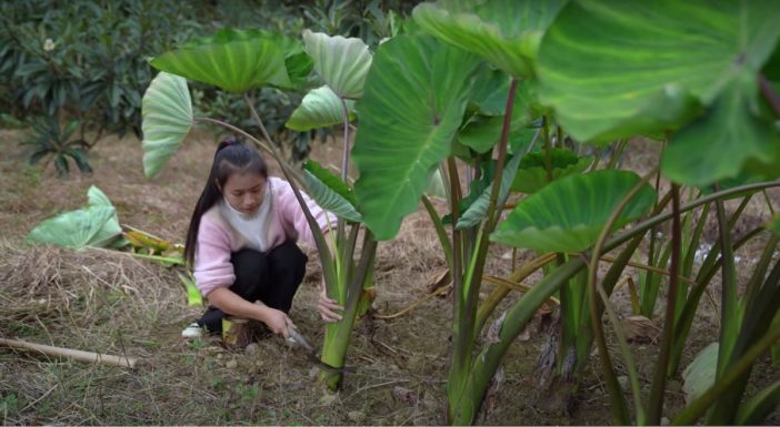 規格外のサイズ！　巨大な野菜を育てる中国人YouTuberのスローライフ
