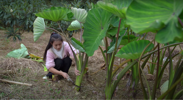 規格外のサイズ 巨大な野菜を育てる中国人youtuberのスローライフ Real Sound リアルサウンド テック