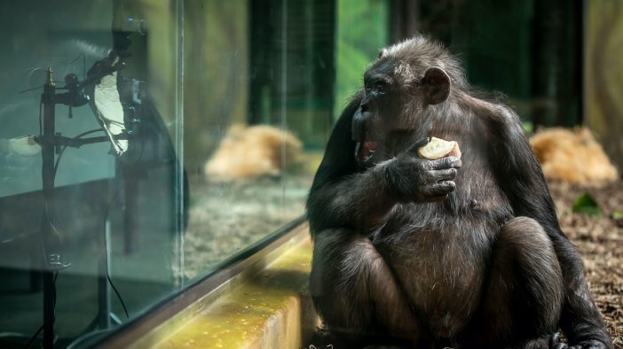 チンパンジーにZoom画面を見せるとどうなる？　異色のオンライン交流が話題に