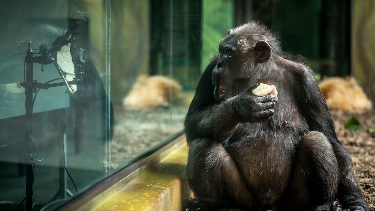チンパンジーにzoom画面を見せるとどうなる 異色のオンライン交流が話題に Real Sound リアルサウンド テック