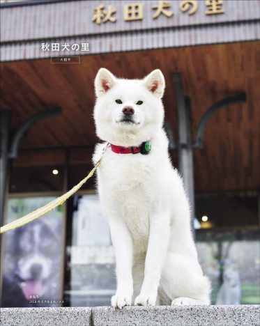 ラ・クラ別冊「秋田犬と。」