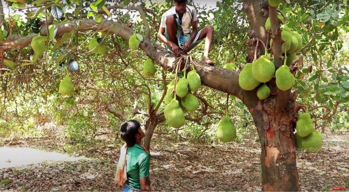 不思議な果物を大量収穫！　インドの村から届けられる豪快な料理動画が面白い