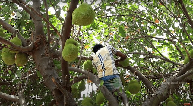不思議な果物を大量収穫 インドの村から届けられる豪快な料理動画が面白い Real Sound リアルサウンド テック