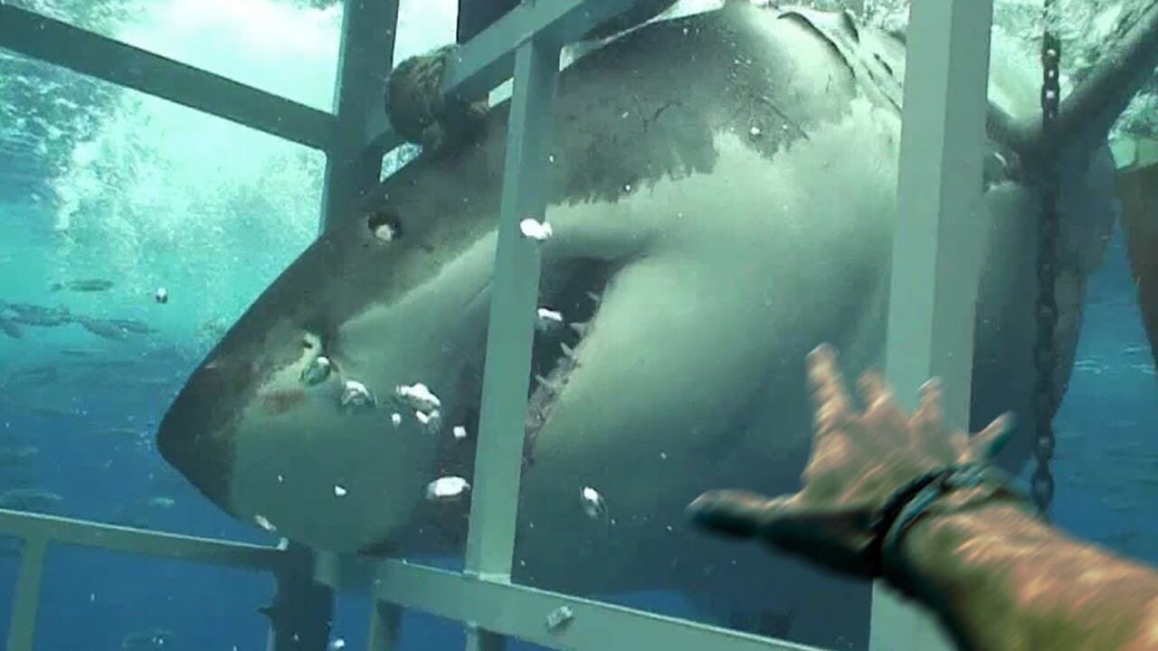 動画：サメが泳ぎ回る海でサバイバルの画像