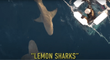 動画：サメが泳ぎ回る海でサバイバルの画像