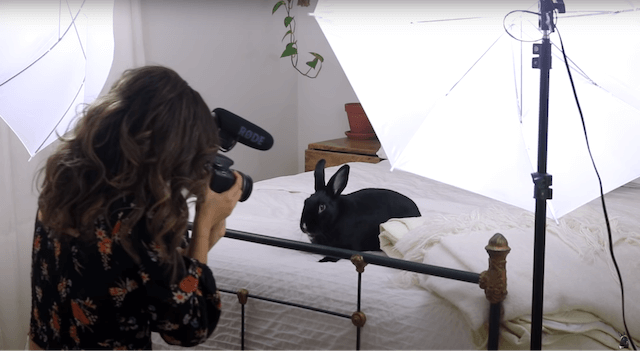 米YouTuberと黒ウサギの日常の画像
