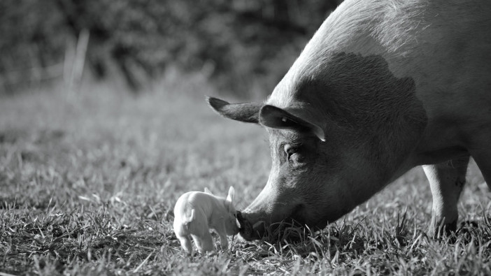 ホアキン・フェニックス製作　母豚と農場に暮らす動物たち収めた『GUNDA／グンダ』公開