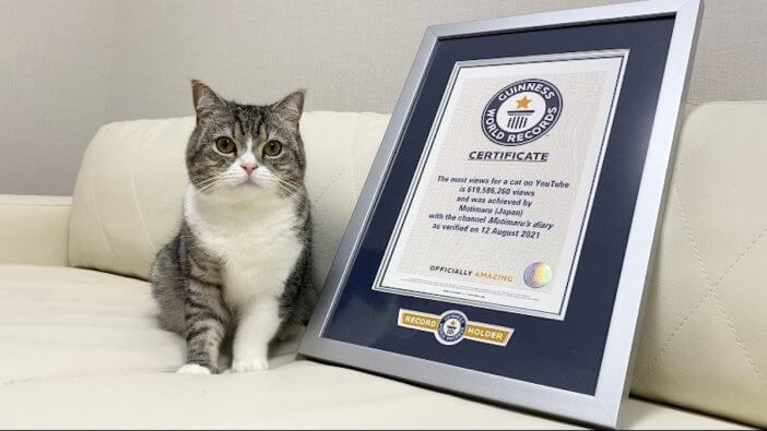 YouTubeで最も視聴された猫として世界一に　「もちまる日記」のもちまるがギネス世界記録に認定
