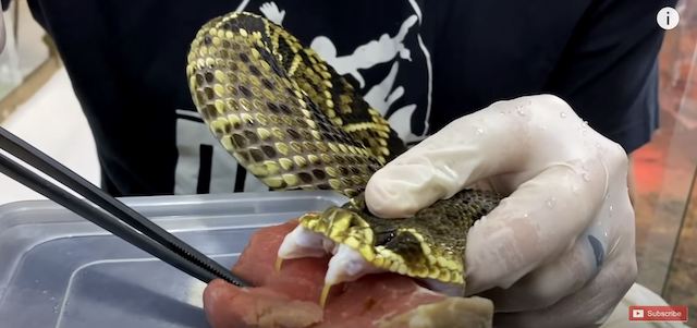 毒ヘビに噛まれた肉はどうなる？の画像