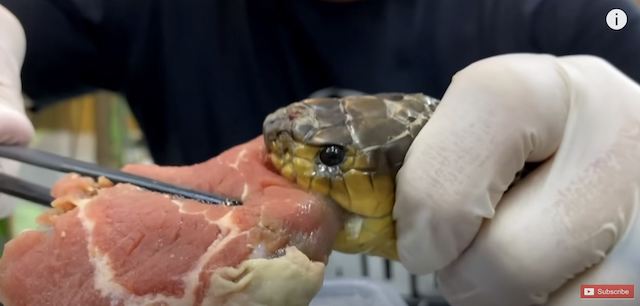 毒ヘビに噛まれた肉はどうなる？の画像