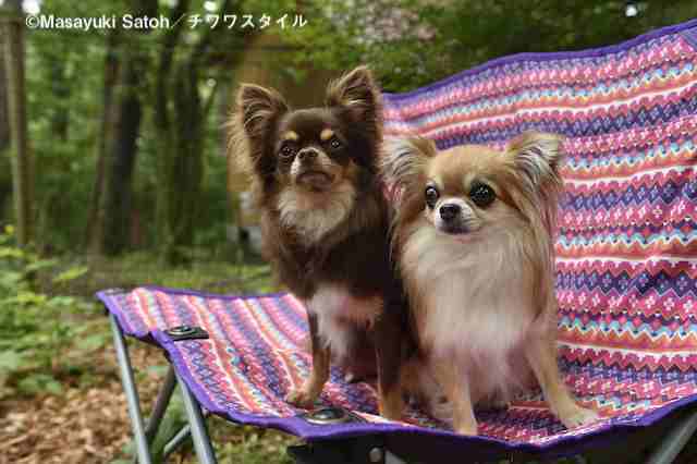 犬の愛の深さが伝わる名著たちの画像