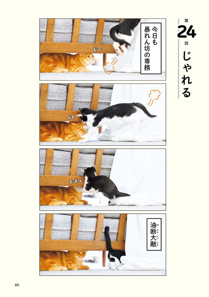 【ねこ写真】さらば青春の光の会長の画像