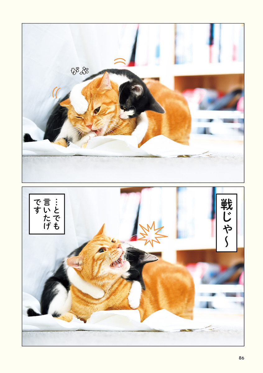 【ねこ写真】さらば青春の光の会長の画像