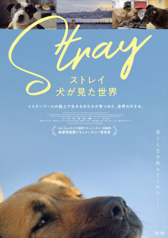 ほぼ全編犬目線で撮影されたドキュメンタリー　『ストレイ 犬が見た世界』2022年3月公開へ