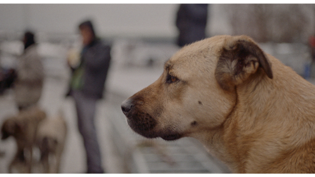 ほぼ全編犬目線で撮影されたドキュメンタリー ストレイ 犬が見た世界 22年3月公開へ Real Sound リアルサウンド 映画部