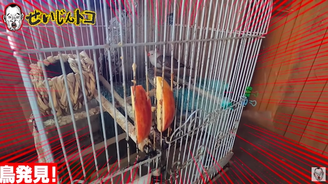 千原せいじ、380万円の激安物件を購入の画像