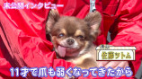 坂上忍、自身の飼い犬の逝去を報告の画像