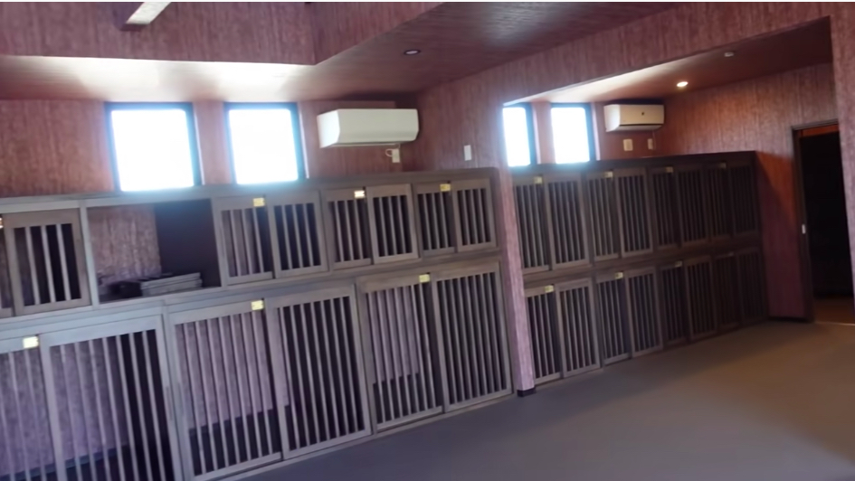 坂上忍、保護犬・猫と暮らす「さかがみ家」完成の画像