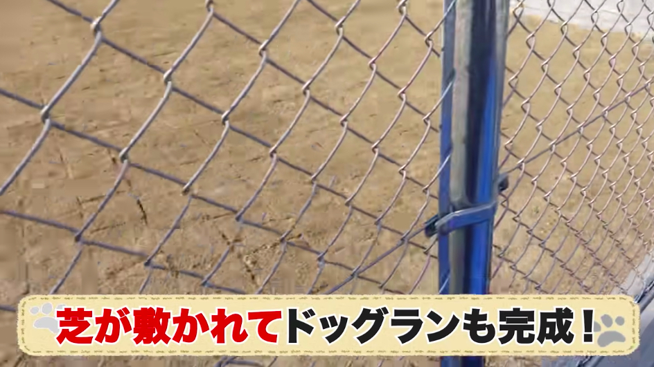 坂上忍、保護犬・猫と暮らす「さかがみ家」完成の画像