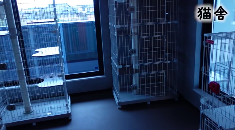 坂上忍、保護犬・猫と暮らす「さかがみ家」完成の画像