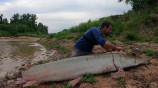 推定136kgの巨大魚を海外YouTuberが捕獲の画像