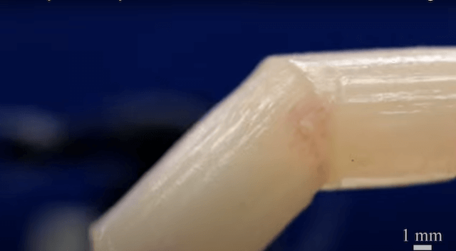 “生きた皮膚”を纏う指型ロボットのリアルさに驚愕　自己修復も可能？　